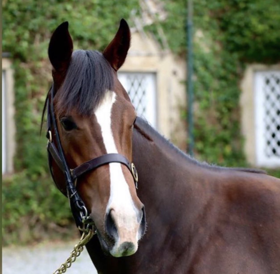 SyndicatesHQ's tweet photo. Pick the Grand National winner and win a free share in our Muharaar filly with @JackJdavisond - she’s flying too! 

1. Comment with your pick in the Grand National below. 

2. Follow @SyndicatesHQ 

3. ❤️ &amp; 🔁 this post

Get it right and your in a draw in win a share on us 🙌 https://t.co/murxPWpqtN