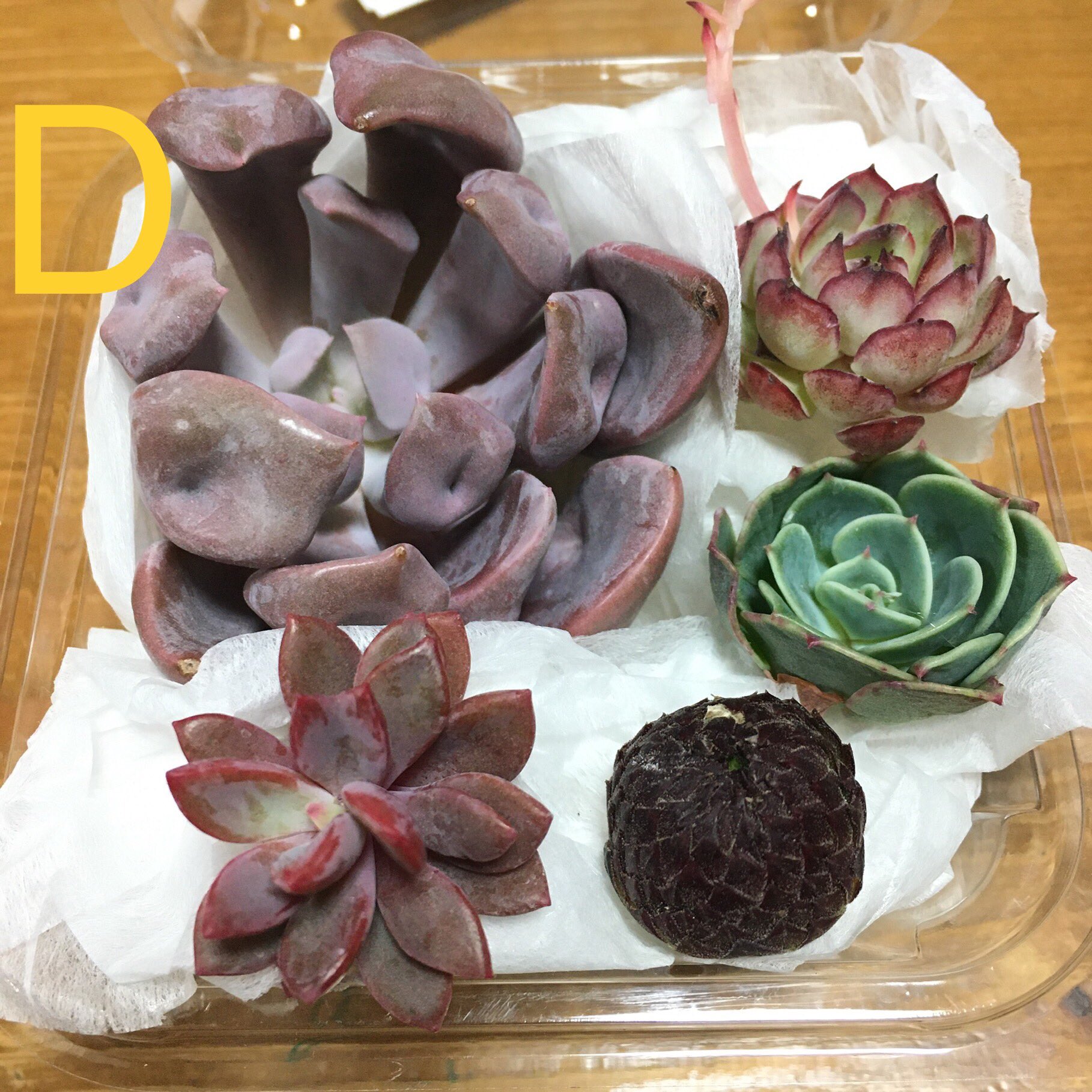 もじゃさんの多肉垢 D定食 1400円 キューピッド 月影 交配種 レズリー 七福神 ジョビバルバ アレナリアxベランスキー E定食 10円 ジョビバルバ ギガンティック 美尼王妃晃 アメトルム 花うらら ジョビジョビセット 550円 ジョビバルバ ギガンティック もじゃさんの多肉垢 D定食 1400円 キューピッド 月影 交配種 レズリー 七福神 ジョビバルバ アレナリアxベランスキー E定食 10円 ジョビバルバ ギガンティック 美尼王妃晃 アメトルム 花うらら ジョビジョビセット 550円 ジョビバルバ ギガンティック