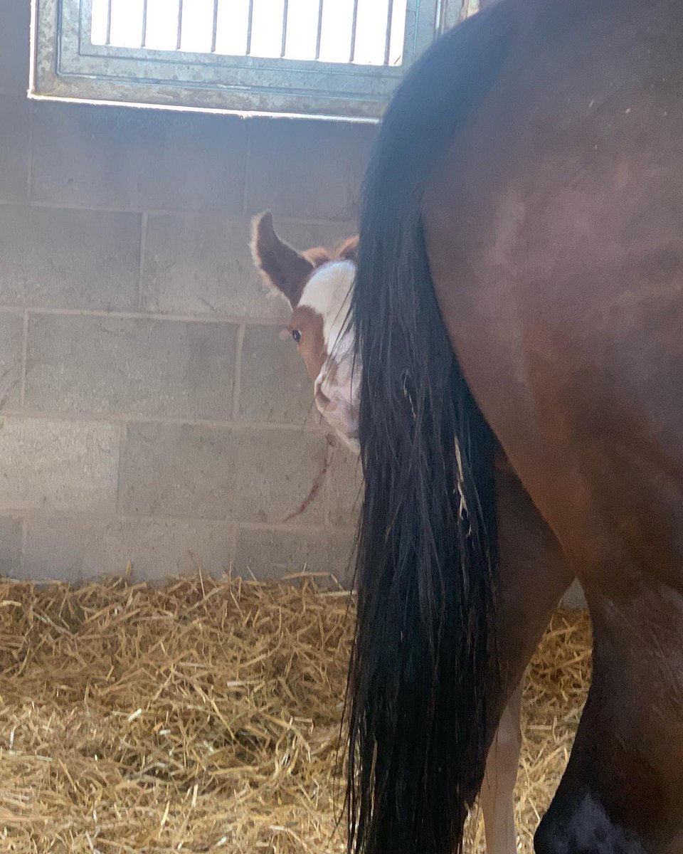 BeswickBrothers's tweet photo. Foal number 4 another cracking Frammassone colt out of Devito’sredrobin. He is a master at hide and seek already #Frammassone #hideandseek @Willowwoodstud doing a great job as ever! https://t.co/6aHBqgZUzP