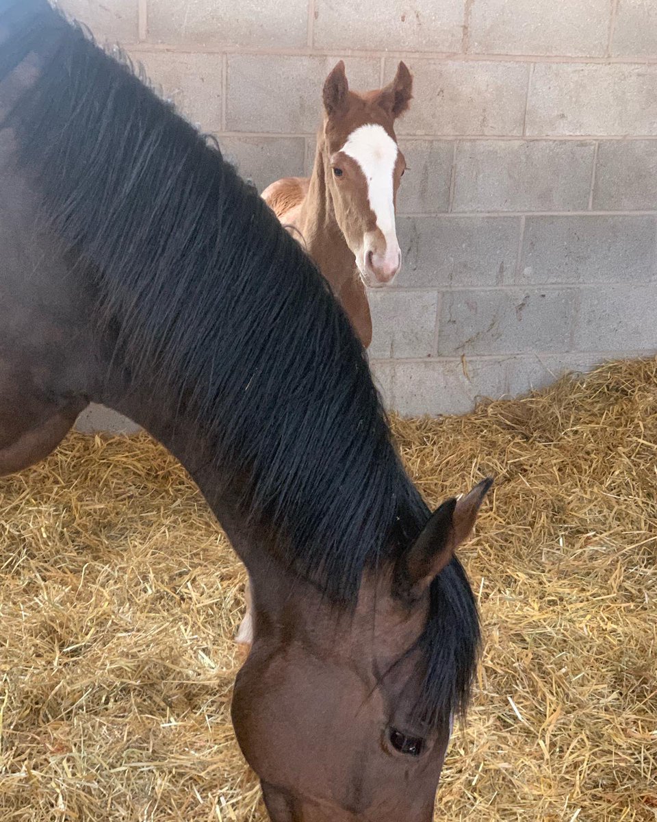 BeswickBrothers's tweet photo. Foal number 4 another cracking Frammassone colt out of Devito’sredrobin. He is a master at hide and seek already #Frammassone #hideandseek @Willowwoodstud doing a great job as ever! https://t.co/6aHBqgZUzP