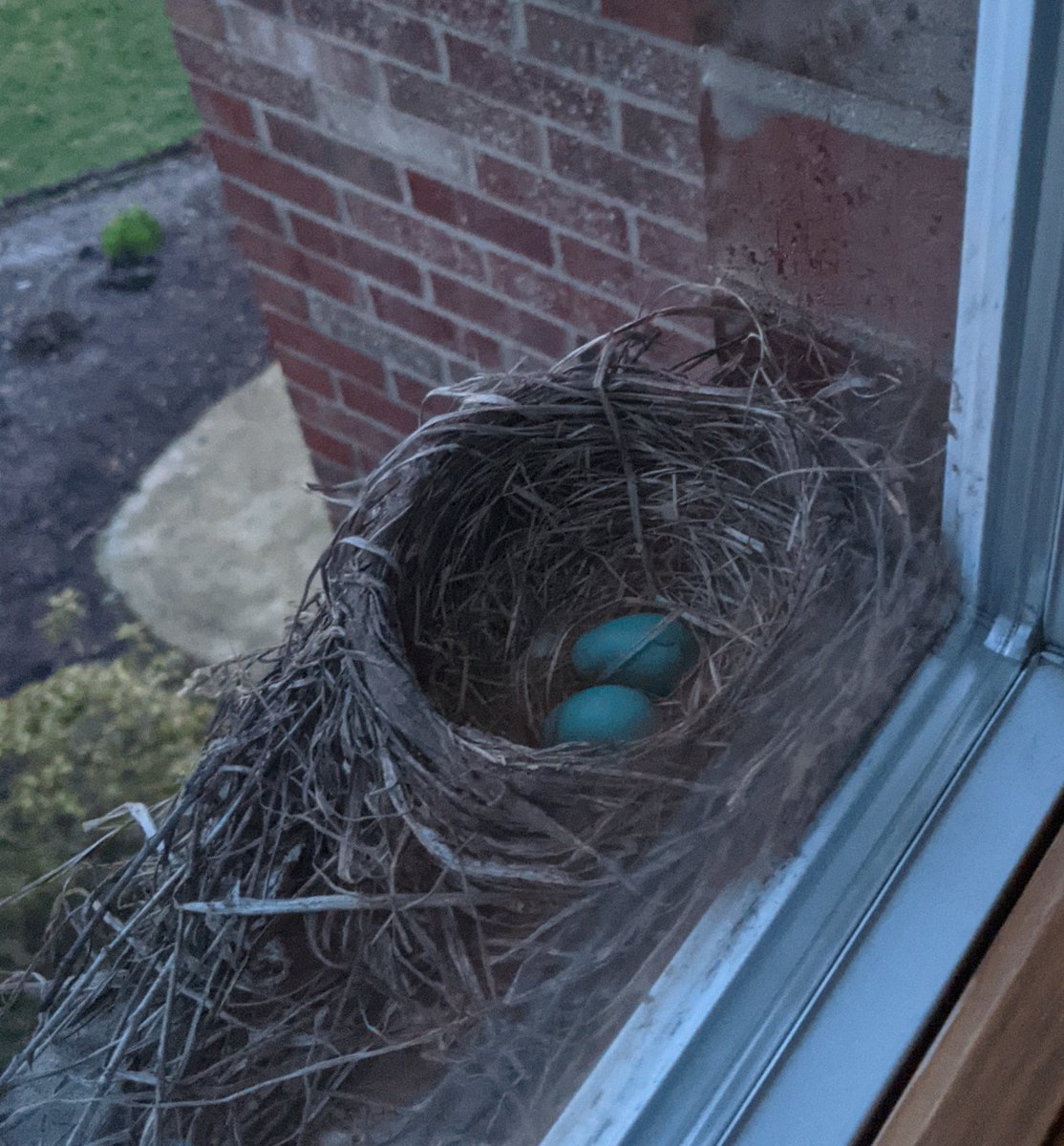 the_welcomematt's tweet photo. Well this Spring just got a little more interesting at my abode...I'll keep you posted.#spring #birding #birdwatching #Freeloading 
#damnbirds 😂🤣 https://t.co/i2HnWZiXX1