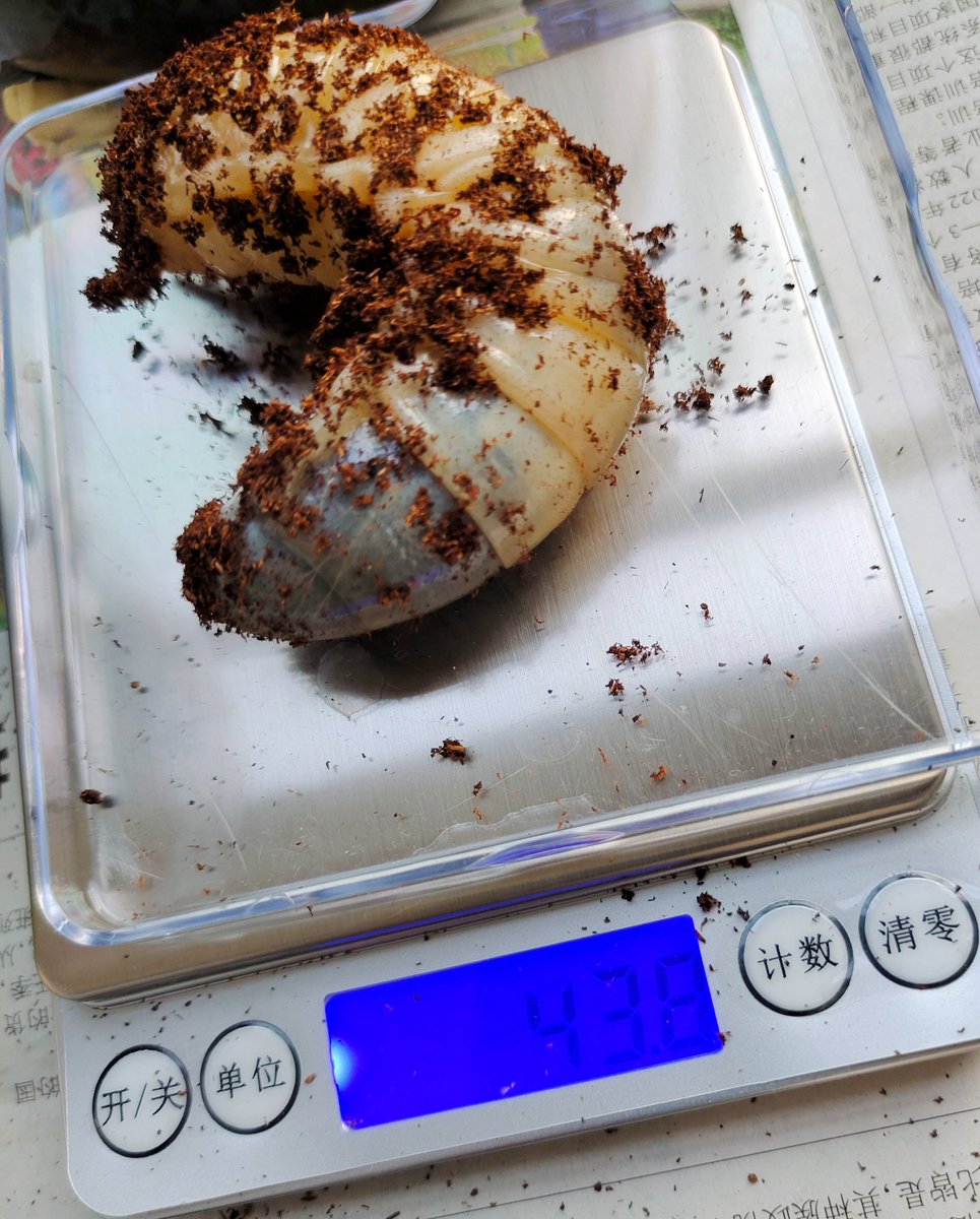 快化蛹了，42.2g，43.6g