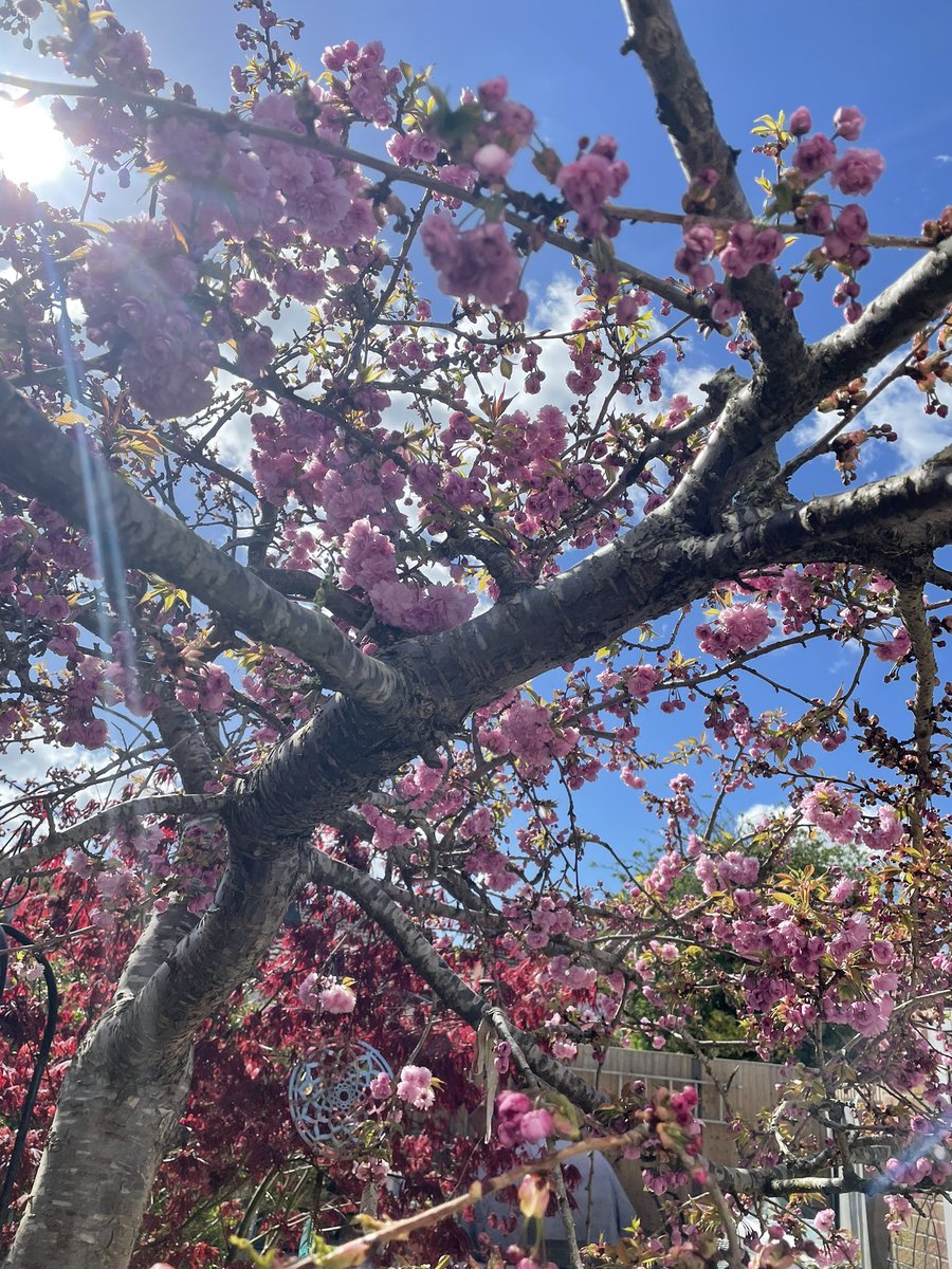JoanneSealey3's tweet photo. Lovely weather for my day off and I’m going to spend it working in my garden .. love how it’s all springing back to life 🌸🌸🌸🌸🌸🌸🌸🌸🌸🌸🌸🌸 https://t.co/O5mRSHNJEI