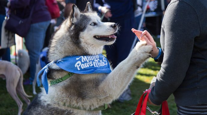 RegionCanberra's tweet photo. Grab the lead! After two years of virtual events, registrations are now open for the in-person 2022 @rspcaact Million Paws Walk on 29 May https://t.co/lNRzONxaMv https://t.co/9qVTEYKxuC
