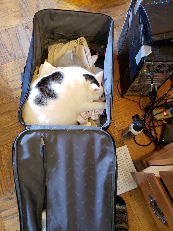MysteryCatSleep's tweet photo. Btw now n #Passover/#Easter weekend, we will be on n off twittle because #visity! #Lov!
@irisesther54 @danapixie @lucy_bunnies @Yellowonetsy @MillieOTLFP @paseri021 @Pixie_Tooth @KrisArmstrong1 @carolyn_from @klscomus1 @PeterRabbit67 @badpiratemonkey https://t.co/UabsusFbZe