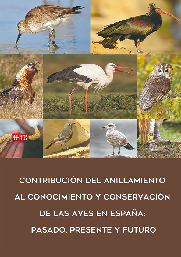 La Sociedad de Ciencias Aranzadi ha coordinado un interesante dosier sobre la historia, la actualidad y la funcionalidad del anillamiento científico de aves en España, firmado por casi treinta especialistas. Más información en bit.ly/3tSpp2B