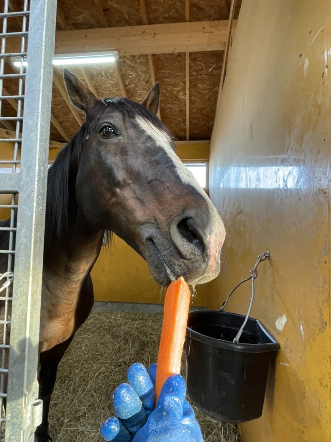 Yogiboヴェルサイユリゾートファーム ファンの方よりタニノギムレット宛に にんじんが届きました ありがとうございます タニノギムレット にんじん 引退馬 引退種牡馬 ウオッカ 馬 北海道 T Co Wpkrmefd75 Twitter