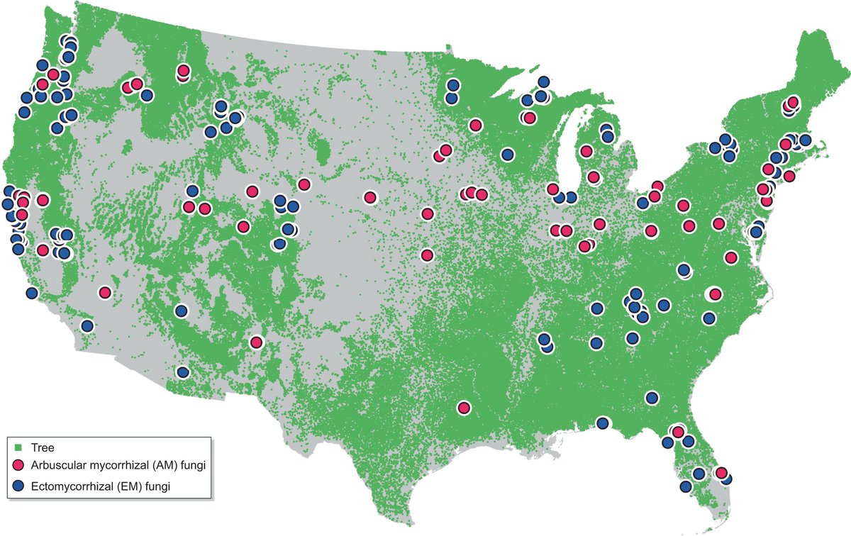 New Phytologist tweet media