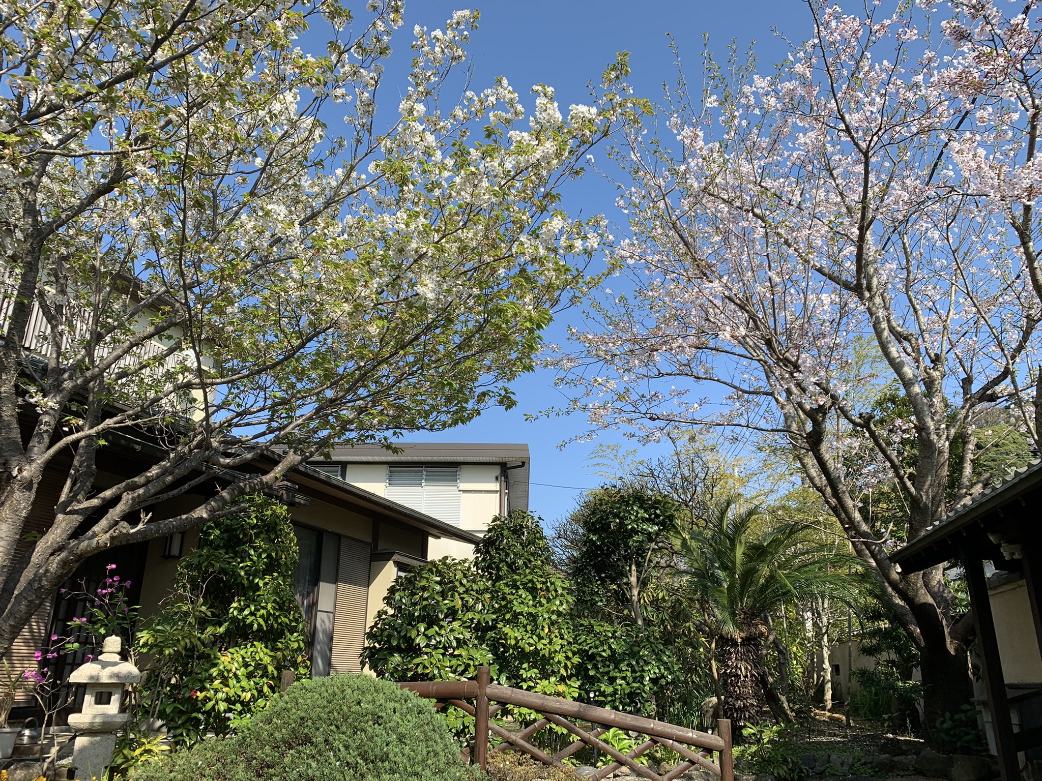 Uzivatel 東京スウェーデン語学校 Na Twitteru 今日は読解b 通訳養成講座 会話b 読解cの最後の授業でした 授業レポートはこちらから T Co Vt3yezunvb 桜 さくら 山桜 スウェーデン語 スウェーデンの文学 スウェーデンの文化 Dagensnyheter