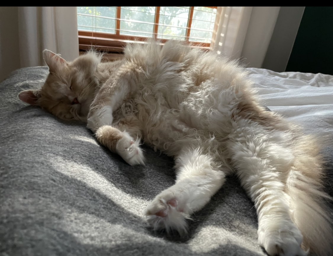 NephCatness tweet media