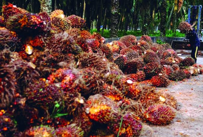 CEzenwaegbu's tweet photo. #Palm #Palmtrees #Palmoil #Palmoilsupply #Palmoilmill #ediblevegetableoil #Forsale https://t.co/wSjJueCFCI