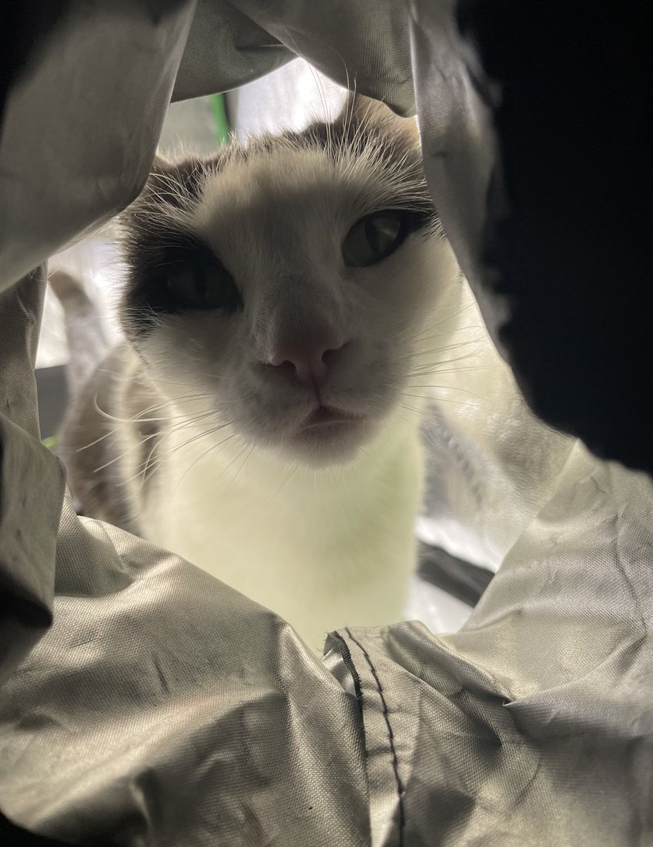 rossarnold40's tweet photo. Set up a new grow tent for some, “peppers,” but only had room to put it in my roommate’s bedroom. Now she thinks I bought it for her! #catboy #GrowWithUs #Cat #CatsOfTwitter #FYP #Roommates https://t.co/5qTBjQh4Qa