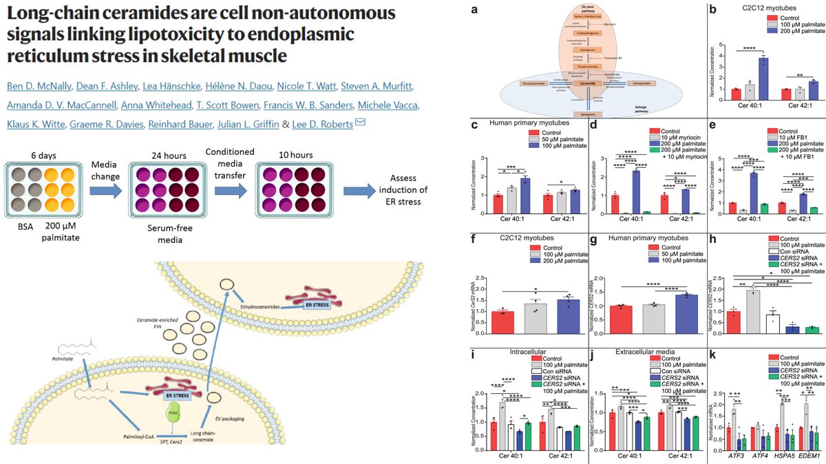 Propagation of Lipotoxicity-induced #SkeletalMuscle #ERStress via #ExtracellularVesicle packing long-chain #Ceramide

#MyoTwitter

Dr. Lee Roberts lab <a href="/NatureComms/">Nature Communications</a> 2022 @Roberts_Lab
nature.com/articles/s4146…