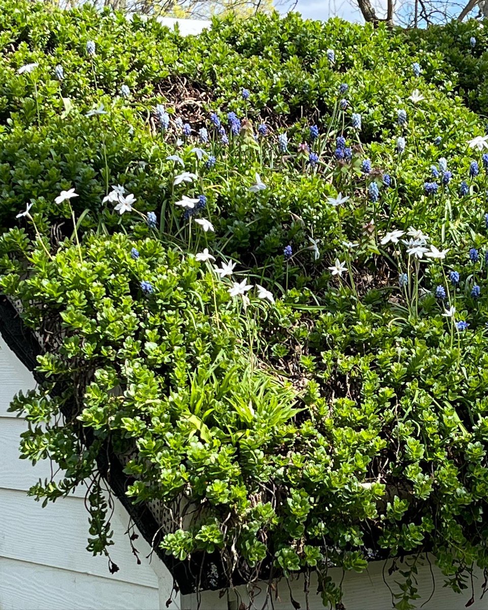 WDCGardener's tweet photo. This little structure and its green roof at @ahs_gardening River Farm has always been my favorite part of the gardens there, but I never saw it blooming with minor bulbs before. So enchanting! #gardendc #greenroof #bulbs #bulbchat #minorbulbs #picoftheday #dmv #va #nova https://t.co/ZeBHnLgi2e