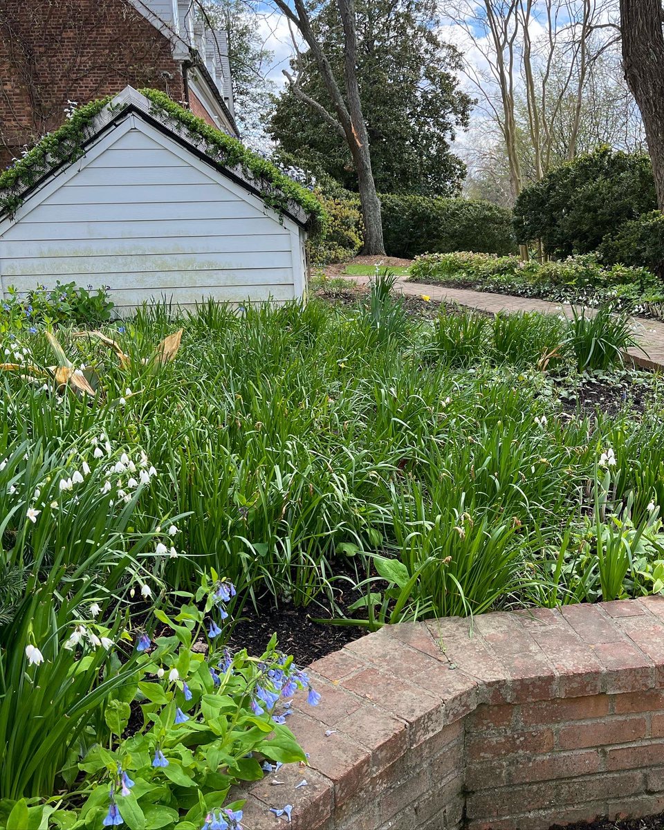 WDCGardener's tweet photo. This little structure and its green roof at @ahs_gardening River Farm has always been my favorite part of the gardens there, but I never saw it blooming with minor bulbs before. So enchanting! #gardendc #greenroof #bulbs #bulbchat #minorbulbs #picoftheday #dmv #va #nova https://t.co/ZeBHnLgi2e