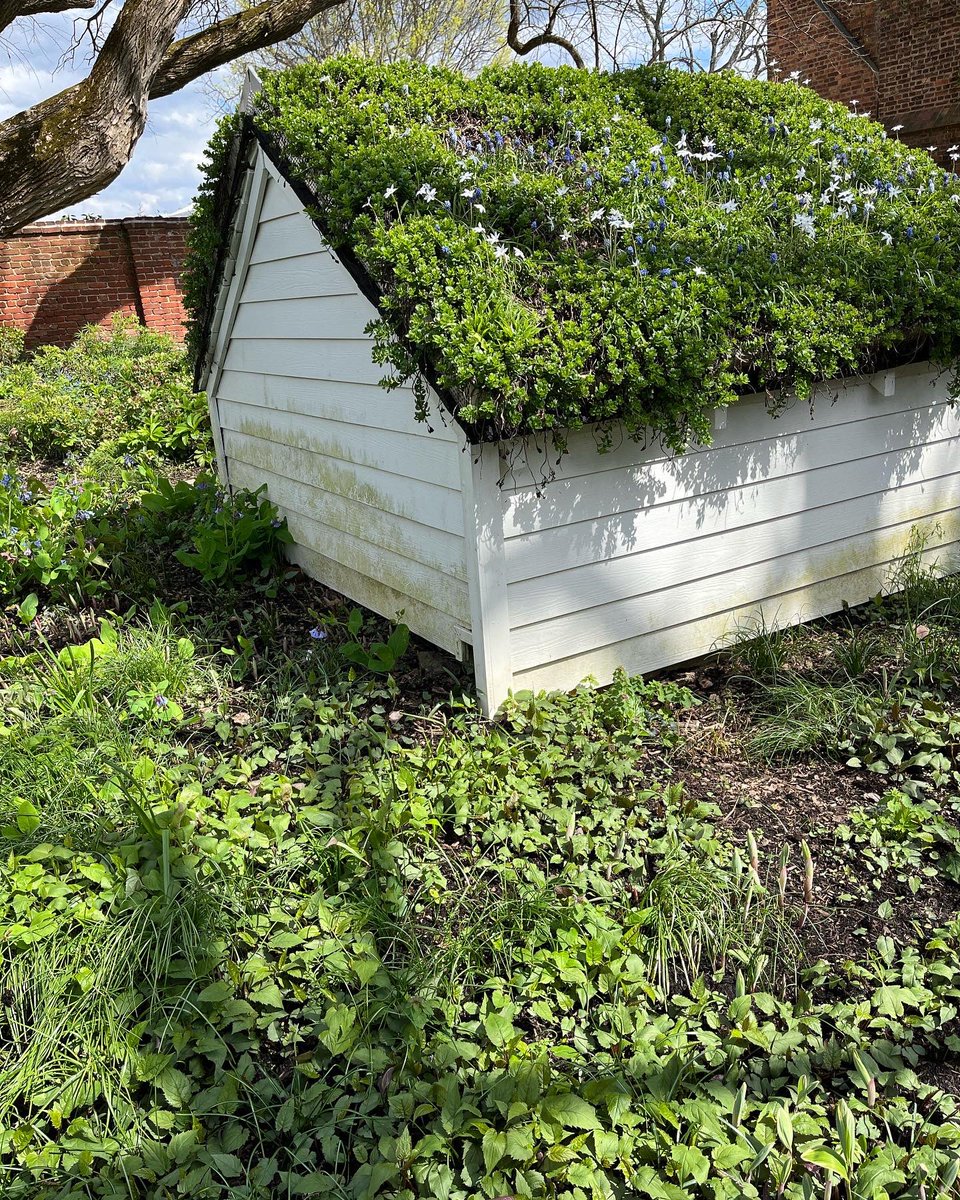 WDCGardener's tweet photo. This little structure and its green roof at @ahs_gardening River Farm has always been my favorite part of the gardens there, but I never saw it blooming with minor bulbs before. So enchanting! #gardendc #greenroof #bulbs #bulbchat #minorbulbs #picoftheday #dmv #va #nova https://t.co/ZeBHnLgi2e
