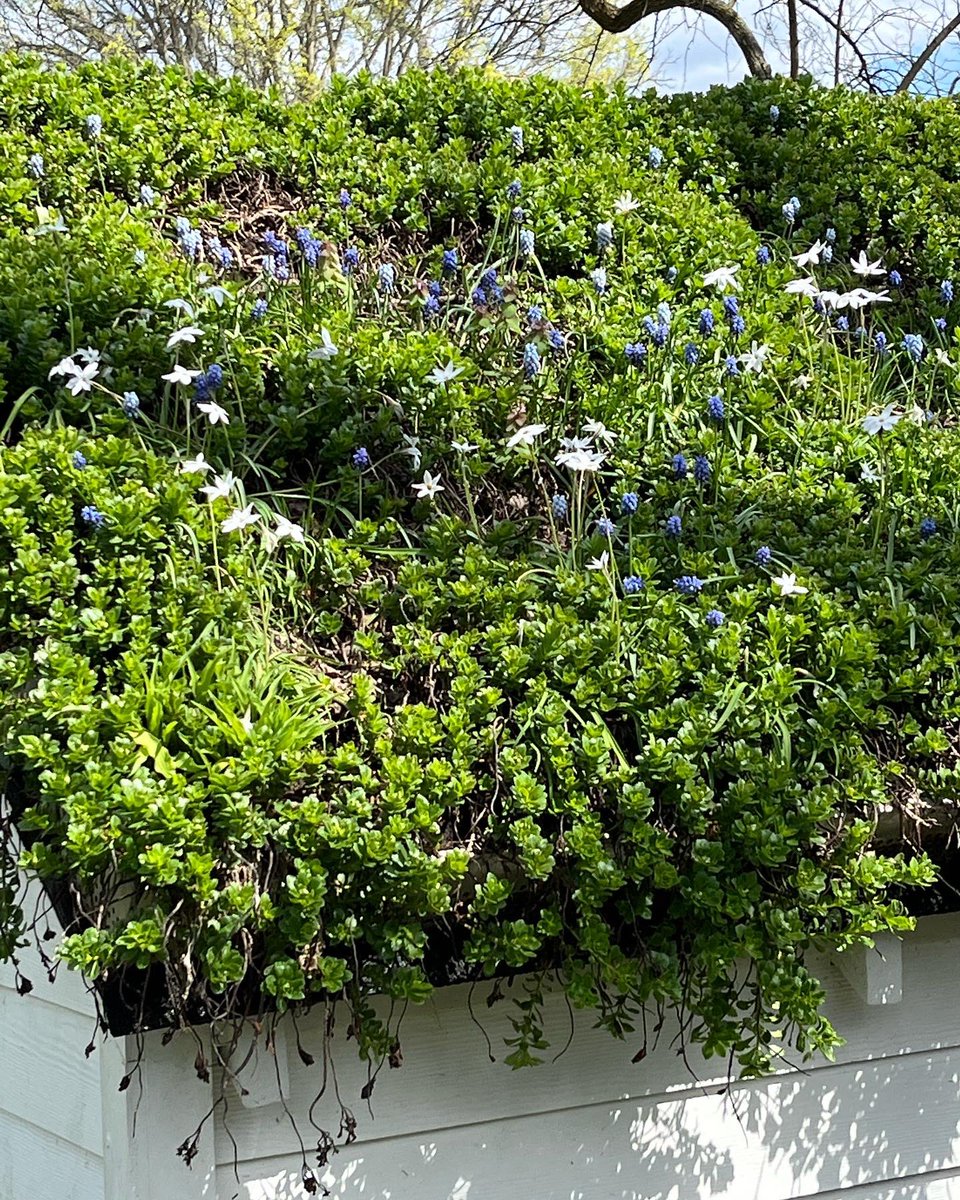 WDCGardener's tweet photo. This little structure and its green roof at @ahs_gardening River Farm has always been my favorite part of the gardens there, but I never saw it blooming with minor bulbs before. So enchanting! #gardendc #greenroof #bulbs #bulbchat #minorbulbs #picoftheday #dmv #va #nova https://t.co/ZeBHnLgi2e