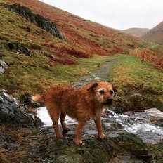 The Bridge tweet media