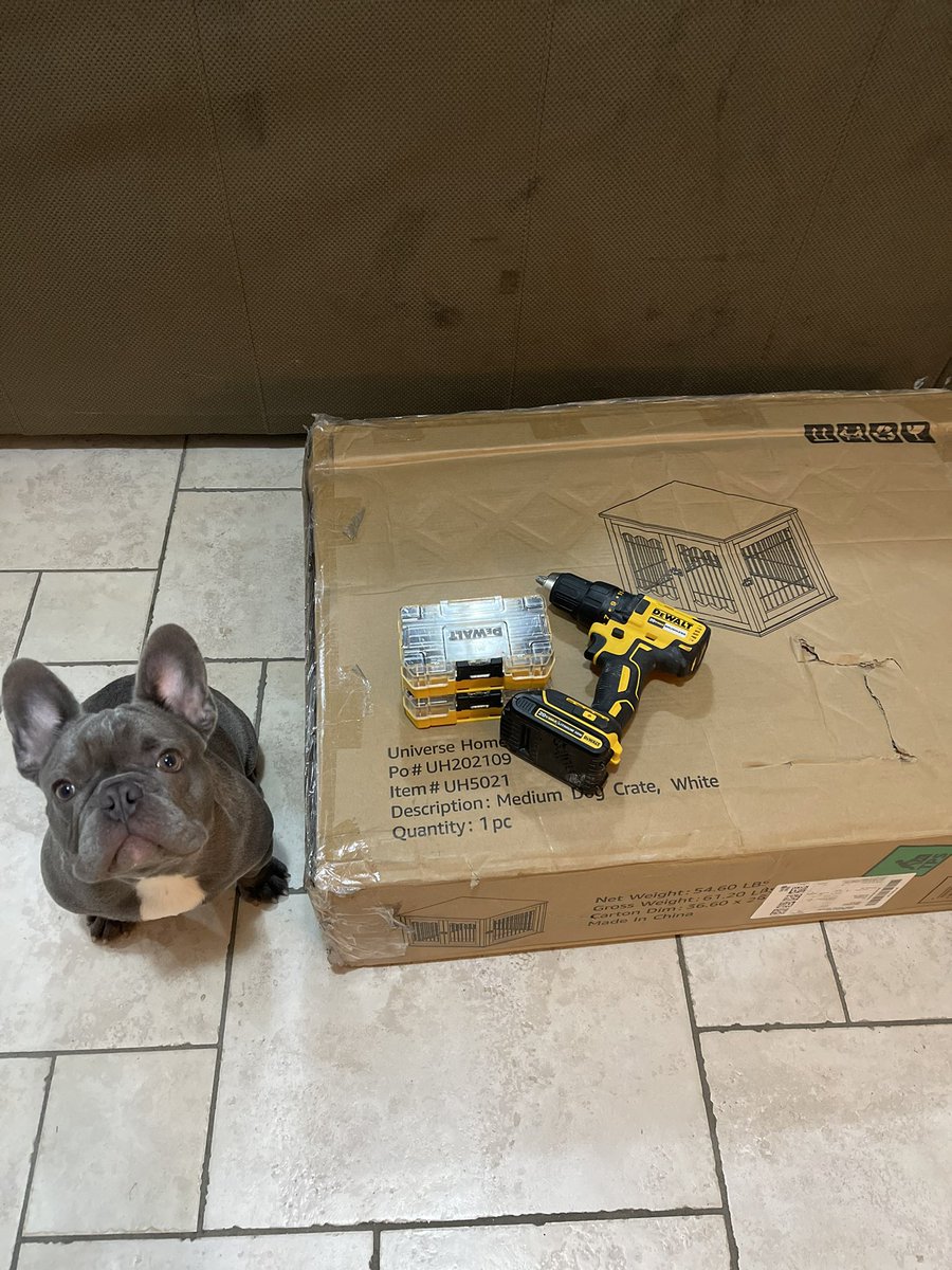 SirChrisDrum's tweet photo. Time to build Meekoβs new apartment π¨
.
.
.
#frenchbulldog #FrenchieGang #FrenchieNetwork #dogsoftwitter #doggy #doglovers #lilac #dogs #meeko https://t.co/qW9dbRpJRQ