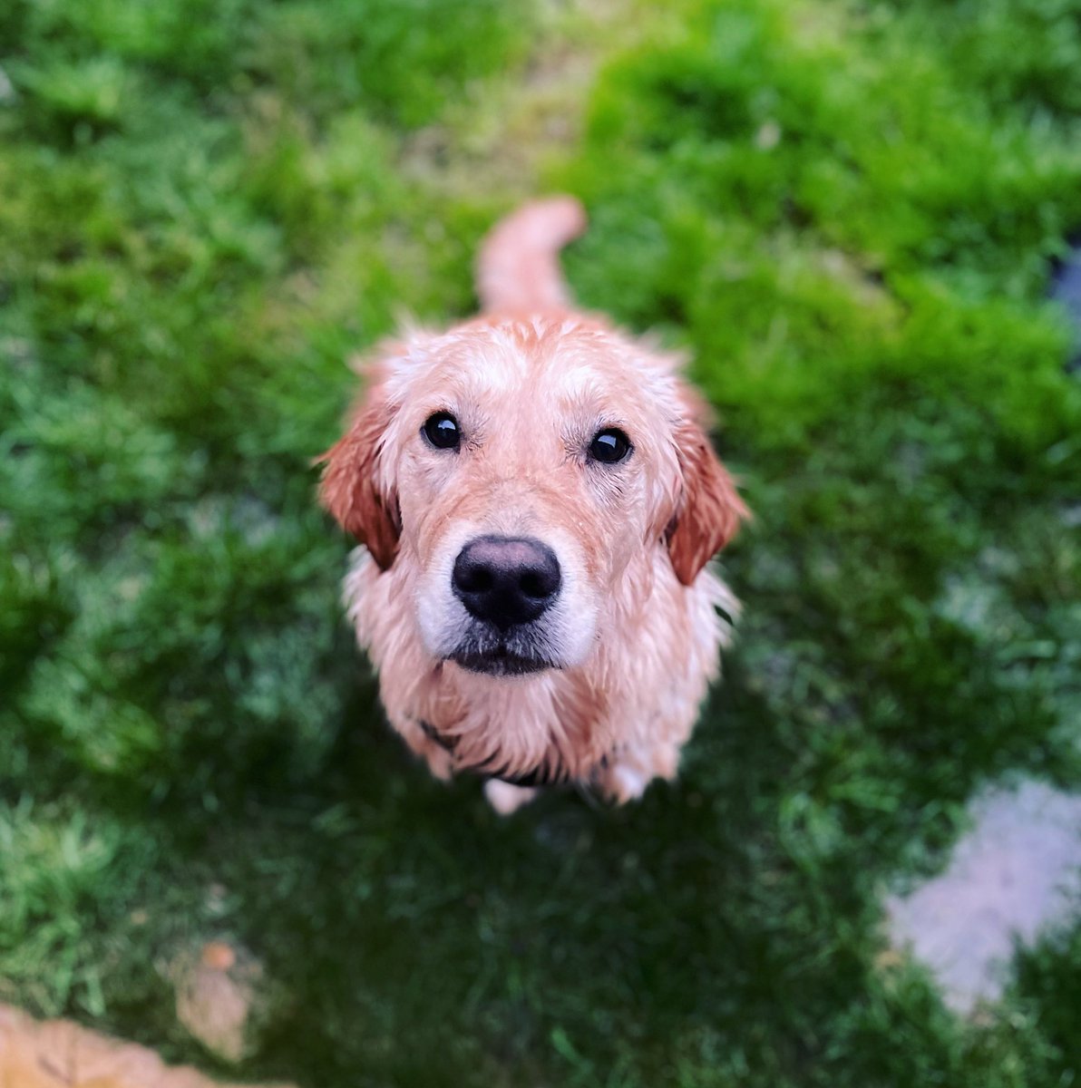 jackwood's tweet photo. @stammer_teacher After a swim  🐾 https://t.co/xyGpKVGzgE