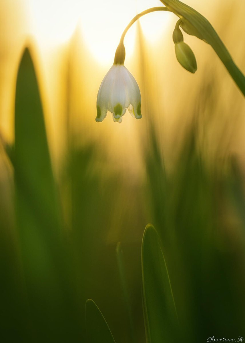 Chris_ik_photos's tweet photo. Photographers 📷

Share your beautiful Macro shots ✨

No links 

Don't forget to interact and support each other 💪🏼

#photography #nftphotography https://t.co/AGSrfjpliD