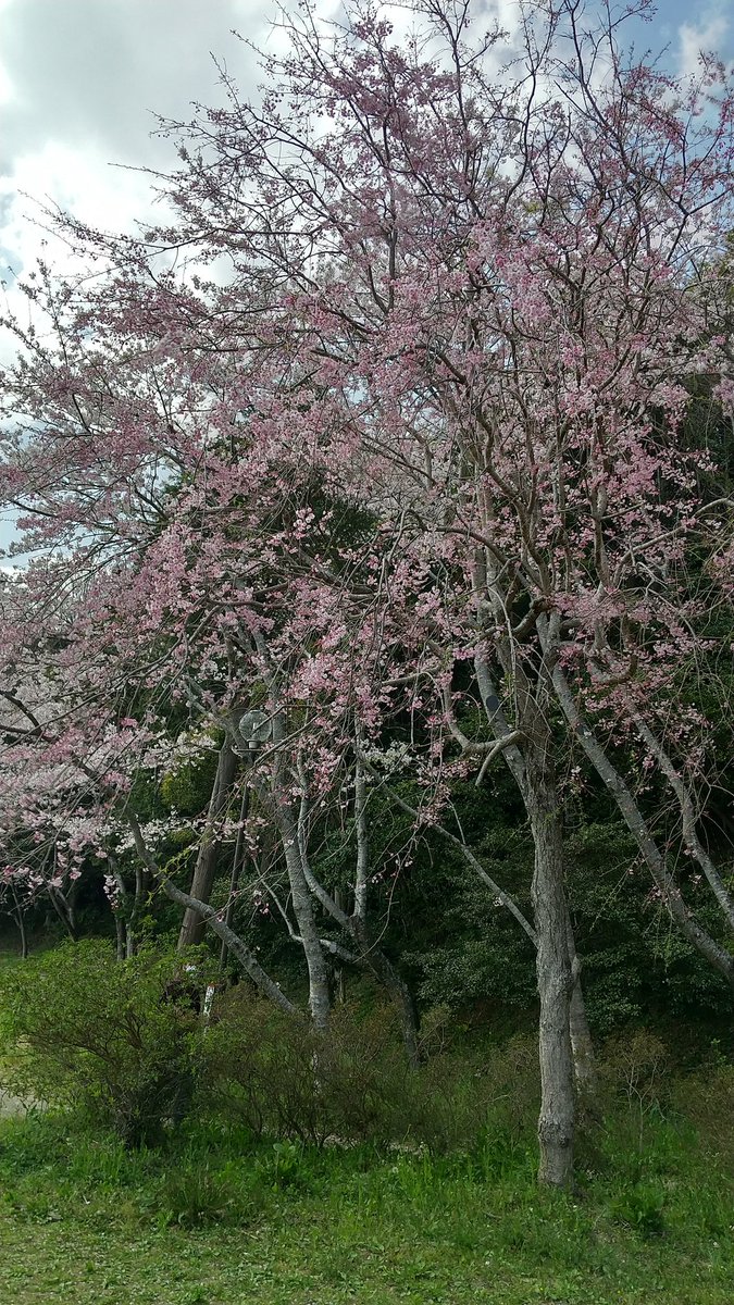 nobi0209's tweet photo. やっとお花見行けた。 お天気いいけど、花粉症辛すぎる🤧

#花見
#桜
#桜の日
#写真の外は葉桜 
#小見川城山公園 https://t.co/xaARUNNjnR