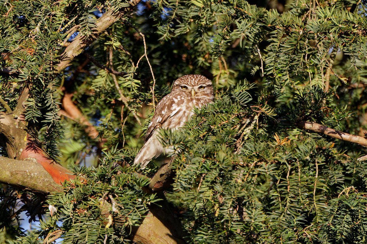 Good morning at Osterley. Brambling and Fieldfare still lingering, Little Owl still not amused and thanks to @IsleworthBirder for the info on the Firecrest I was able add this bird to my patch list. Willow Warblers have departed.