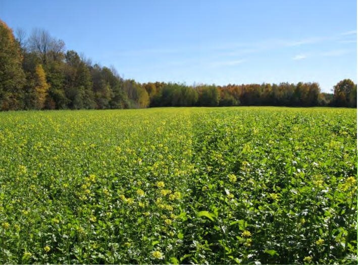 LeBulletin_com's tweet image. Cultures de couverture: Un sondage a voulu connaître à quel point elles étaient utilisées et quels étaient les constats des producteurs. Les réponses sont surprenantes!
🌿Tous les détails ici: lebulletin.com/cultures/un-so…
#covercrops #culturesdecouverture #couvertvegetal #sondage