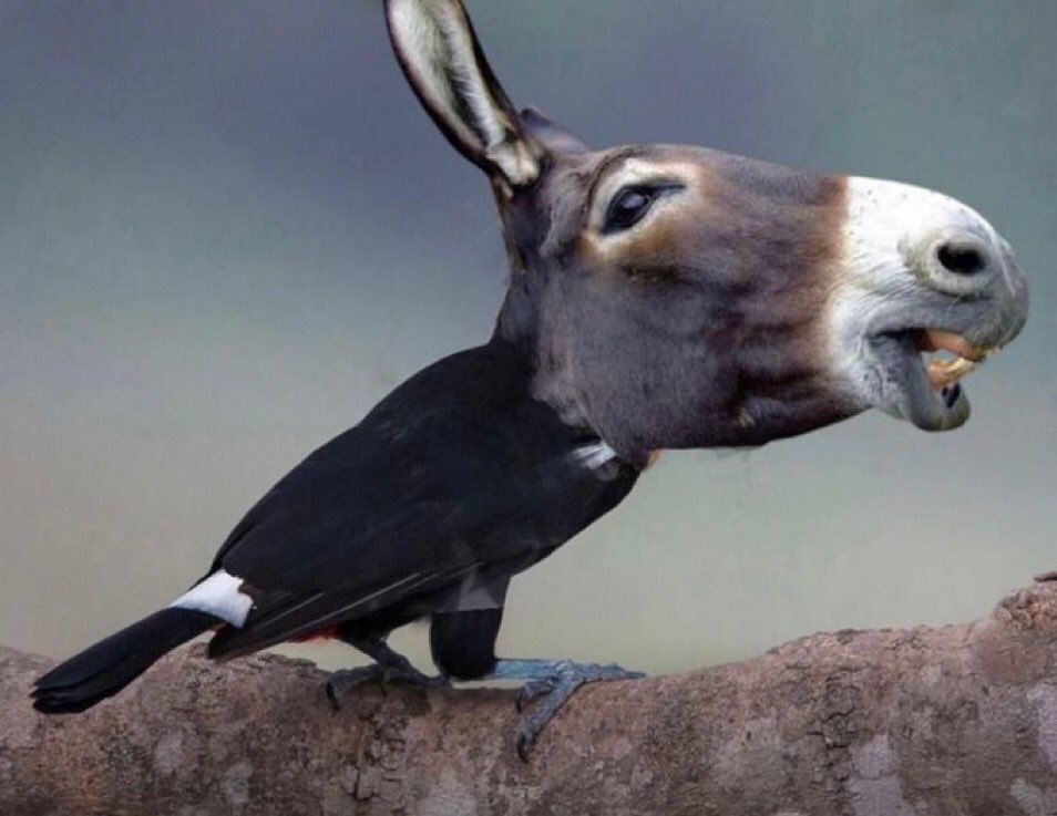SaiJumento's tweet photo. Eu tava assistindo um documentário do reino animal onde eles estavam mostrando uma nova espécie de ave, o TURRO, uma mistura de tucano com burro.  KKKKKKKKKKKKKKKKKKKKKKKKKK https://t.co/r7cpAldIT4