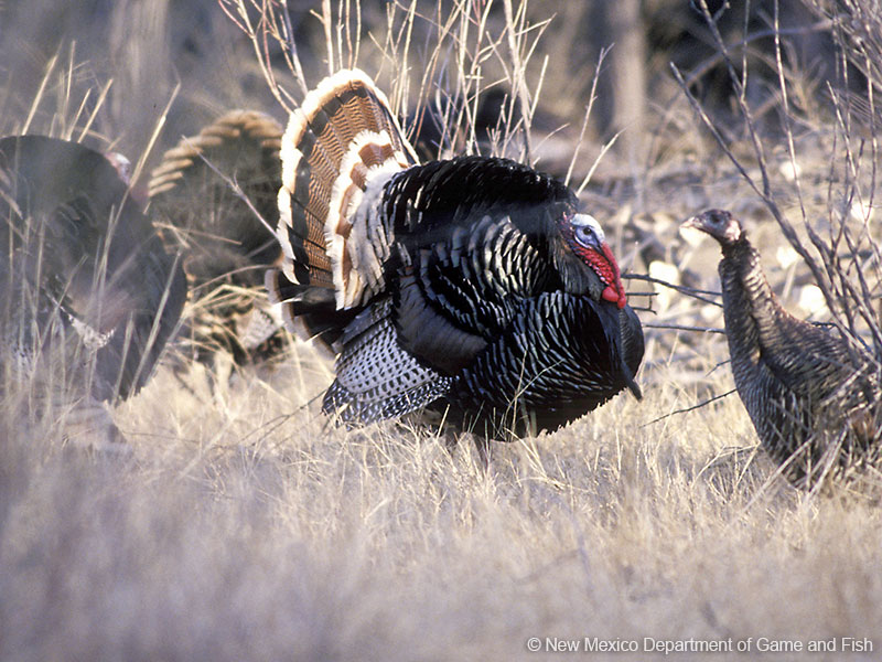thanks4hunting's tweet image. Turkey season is in full strut across the country and now is the perfect opportunity to introduce someone new to the joys of hunting. Take a moment to consider who you could mentor and send them an invite today. #Thanks4Hunting #huntingisconservation #FirstHunt