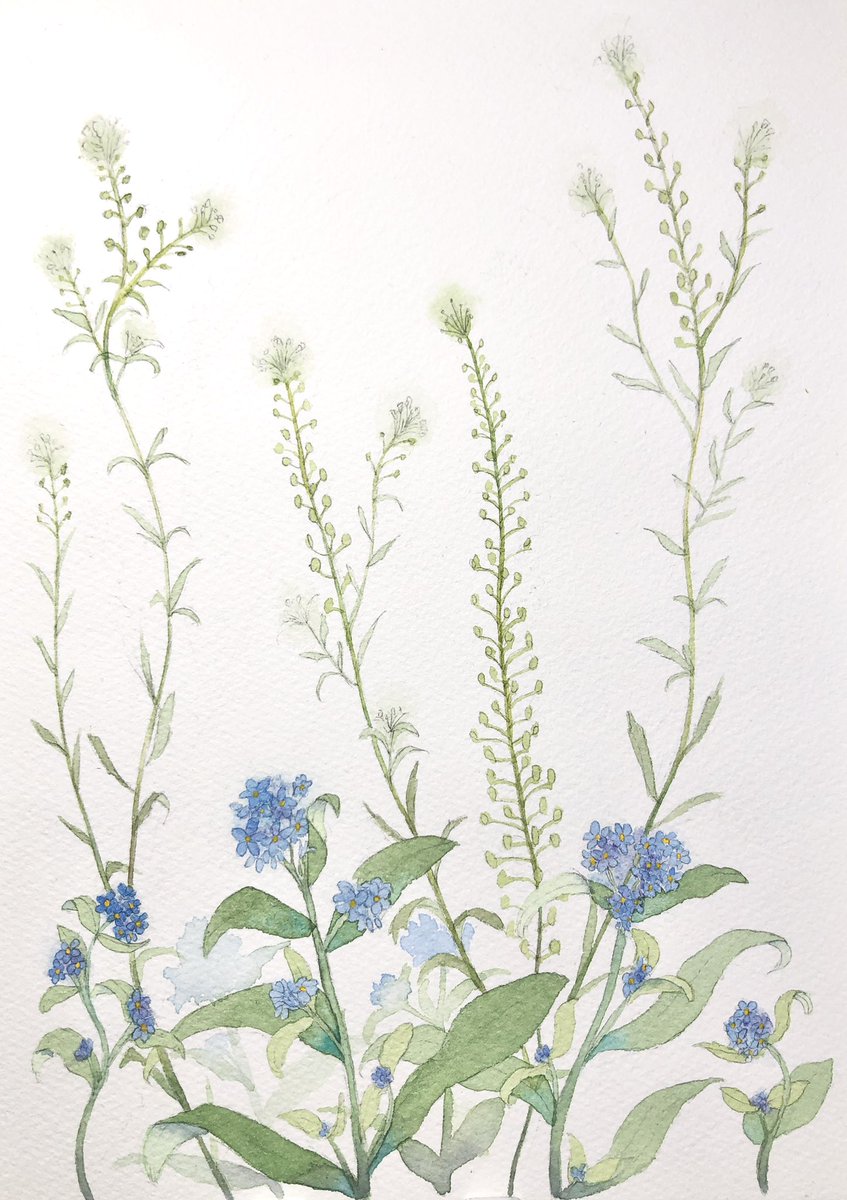 忘れな草 のイラスト マンガ作品 Twoucan