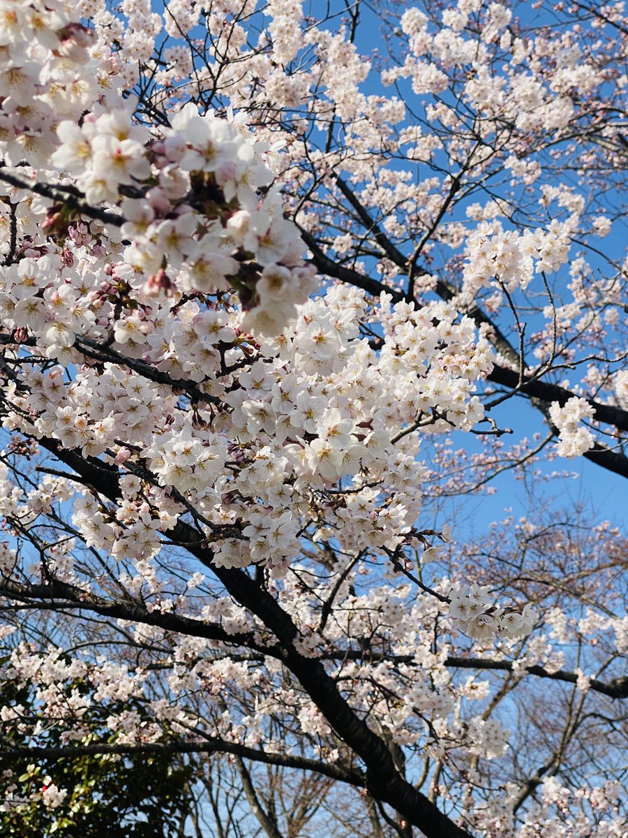 LandedSakuma's tweet photo. 福島も95%咲き！🌸
in倉庫付近の公園
ちょっと前に国内2ヶ所目の　#ラッキー公園　が郡山市内(かなり近所)にできたので行ってきます！ https://t.co/f5UFFbCrUs