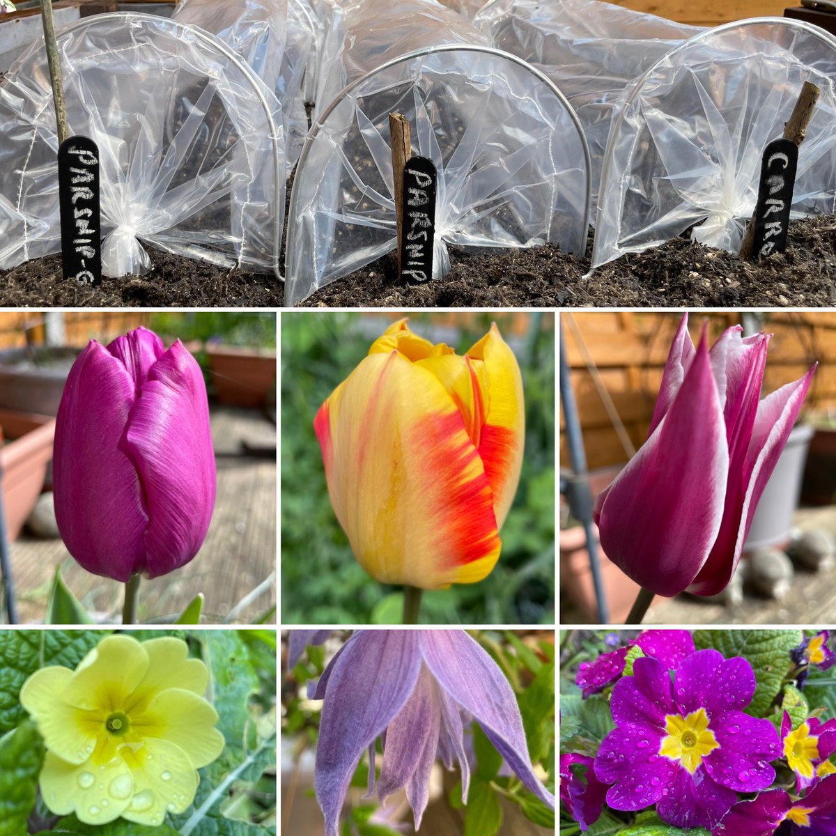 suzeha's tweet photo. Good to get back out in the garden this morning. Veggies planted and flowers enjoyed #GardeningTwitter #goodforthesoul https://t.co/s3V98tv7m7