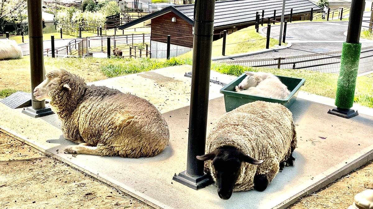 KoKo_nft_eth's tweet photo. みんなでワイワイ🎉しましょ🐏

👇ヤギとも仲良くしてる😆⁉️笑 https://t.co/buXYifssNF