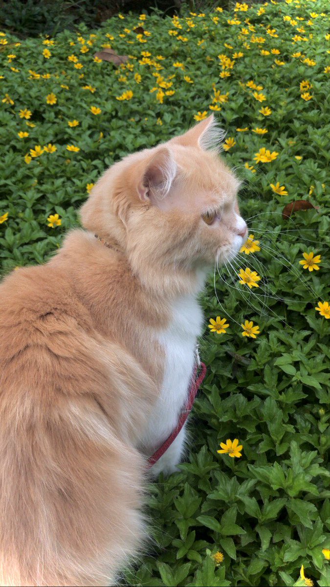 killua_zoldickk's tweet photo. @cicamatcha Setuju, suka fotoin kucing dan hasil fotonya bagus banget. Padahal ini ip 7 https://t.co/ZqyLqBKJgr