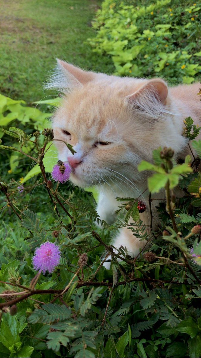 killua_zoldickk's tweet photo. @cicamatcha Setuju, suka fotoin kucing dan hasil fotonya bagus banget. Padahal ini ip 7 https://t.co/ZqyLqBKJgr