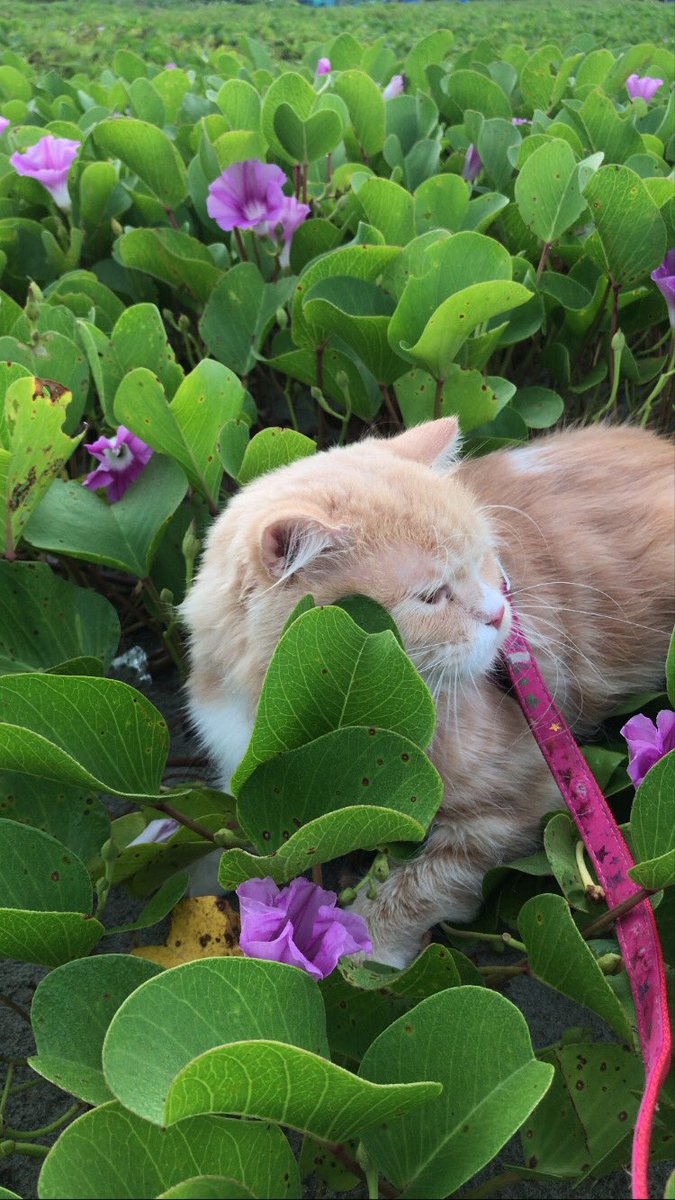 killua_zoldickk's tweet photo. @cicamatcha Setuju, suka fotoin kucing dan hasil fotonya bagus banget. Padahal ini ip 7 https://t.co/ZqyLqBKJgr
