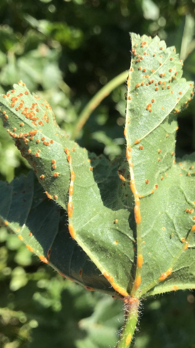 TeiaG2012's tweet photo. El rovell de les #malves #Puccinia #malvacearum https://t.co/3DpUuDtYG7