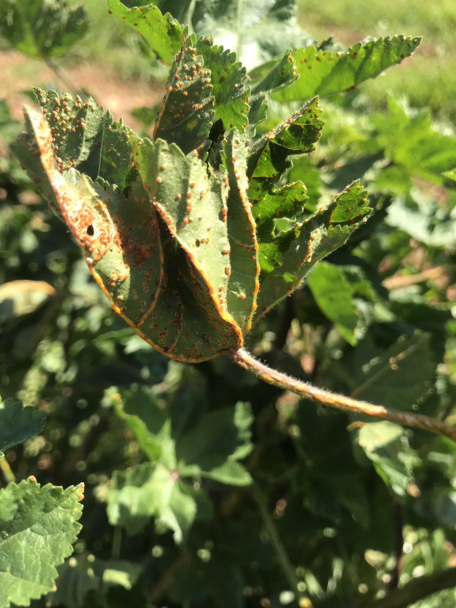 TeiaG2012's tweet photo. El rovell de les #malves #Puccinia #malvacearum https://t.co/3DpUuDtYG7