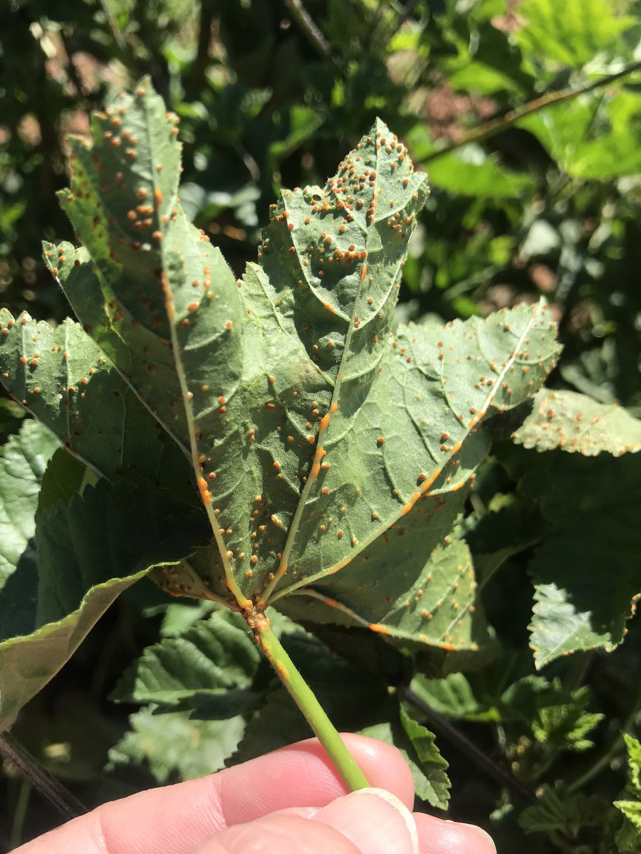 TeiaG2012's tweet photo. El rovell de les #malves #Puccinia #malvacearum https://t.co/3DpUuDtYG7