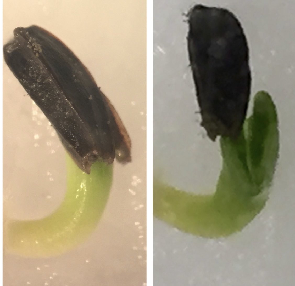 ElolassoG's tweet photo. Fotos inéditas del frailejon Ernesto Pérez @ElFrailejonEP cuando era bebé 👶. Esta es una Semilla de Espeletia grandiflora germinando y luego con sus dos primeras hojitas peludas 🥰 https://t.co/SIc0gc6f7z