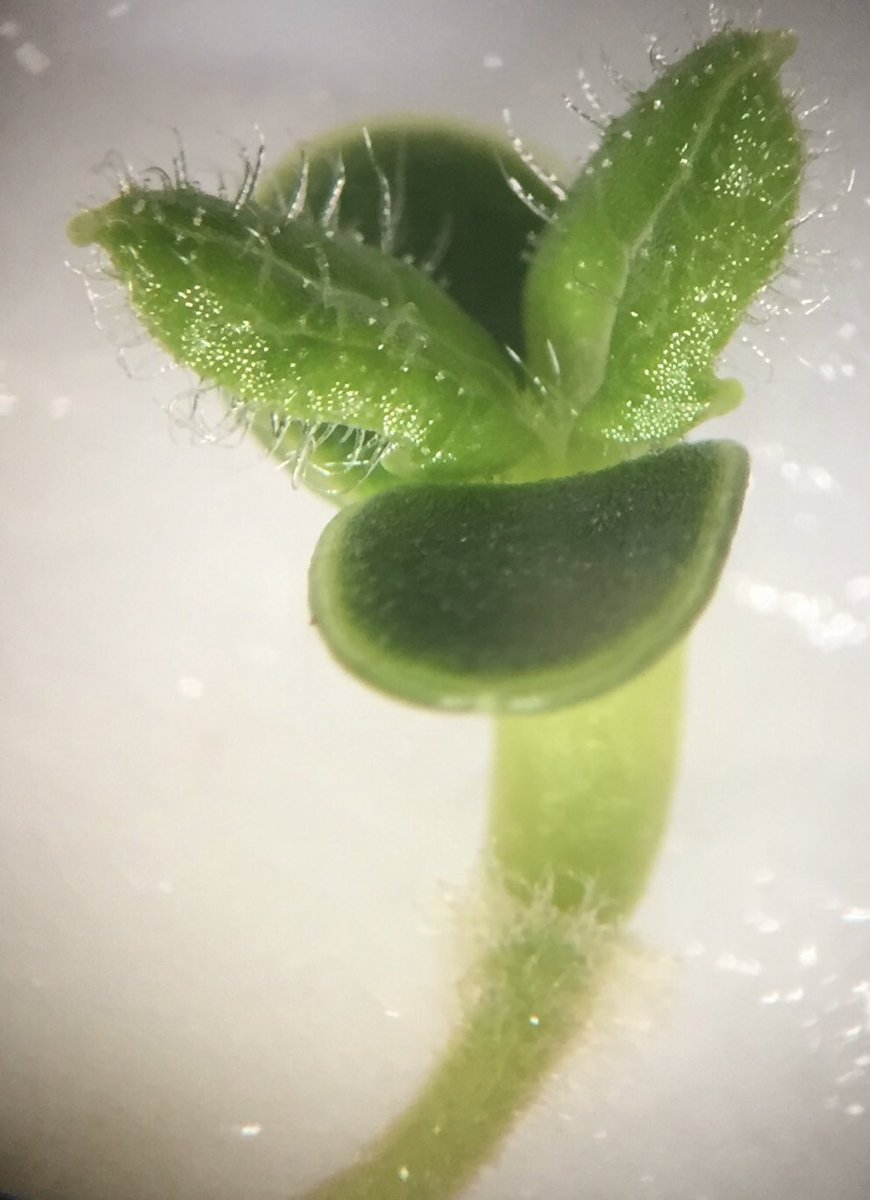 ElolassoG's tweet photo. Fotos inéditas del frailejon Ernesto Pérez @ElFrailejonEP cuando era bebé 👶. Esta es una Semilla de Espeletia grandiflora germinando y luego con sus dos primeras hojitas peludas 🥰 https://t.co/SIc0gc6f7z