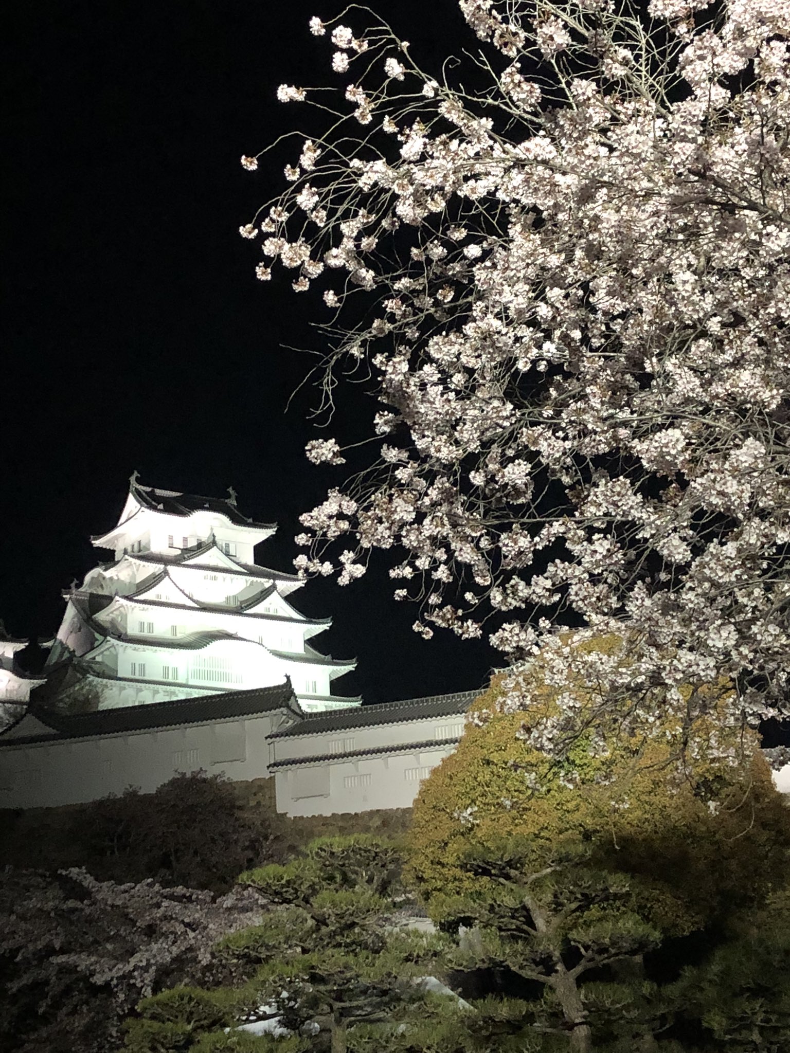 姫路城 桜 ライトアップ Twitter Search Twitter