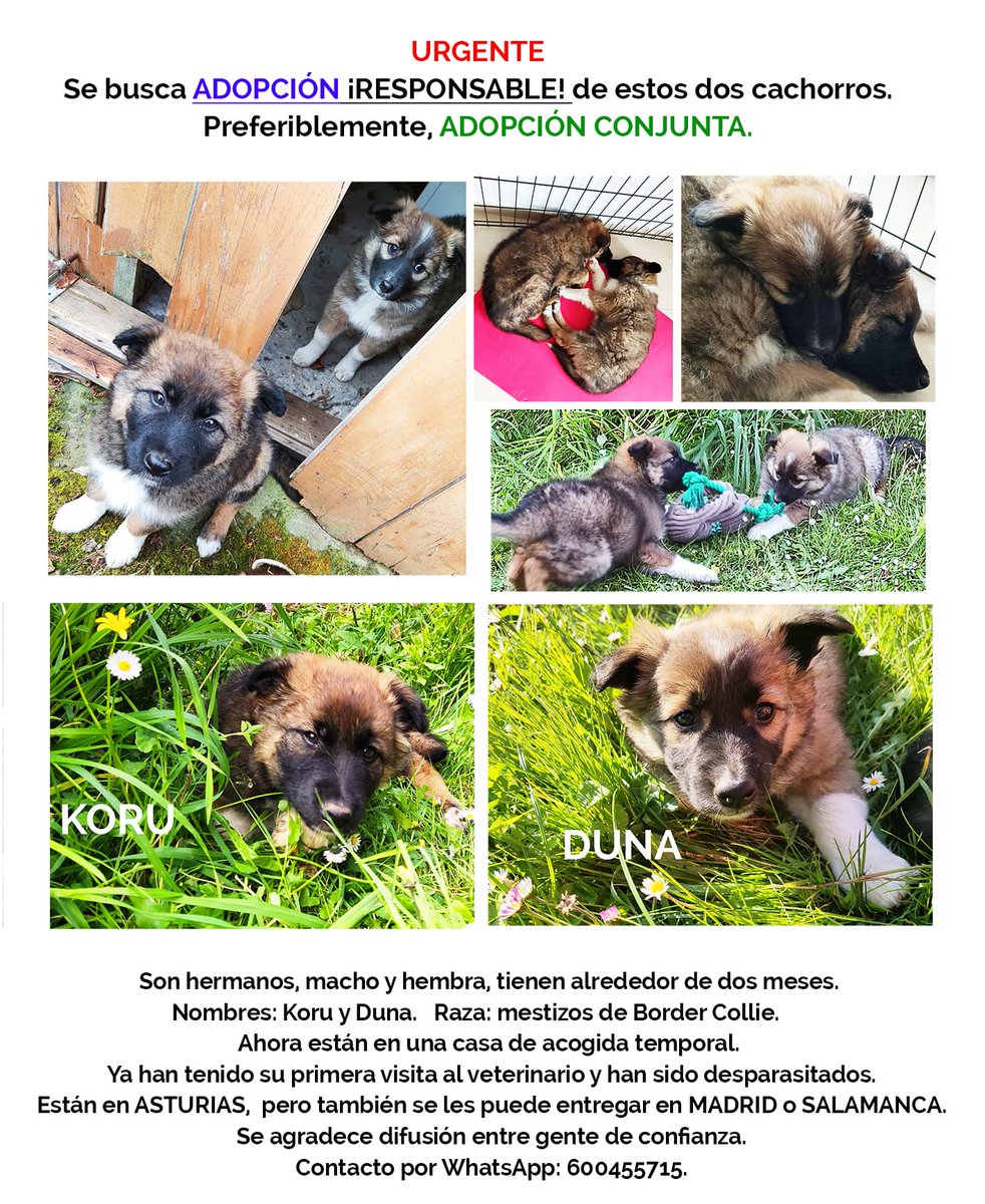 SaraSanchez___'s tweet photo. Se agradece difusión: se busca gente responsable para la #ADOPCION conjunta de estos dos amores 😍, o, sino, para adoptar al chico (la chica ya tiene una familia que puede cuidarla como necesita). #Adopta #Cachorros #AdopciónResponsable  #NoCompresAdopta https://t.co/ge2mflfbjf