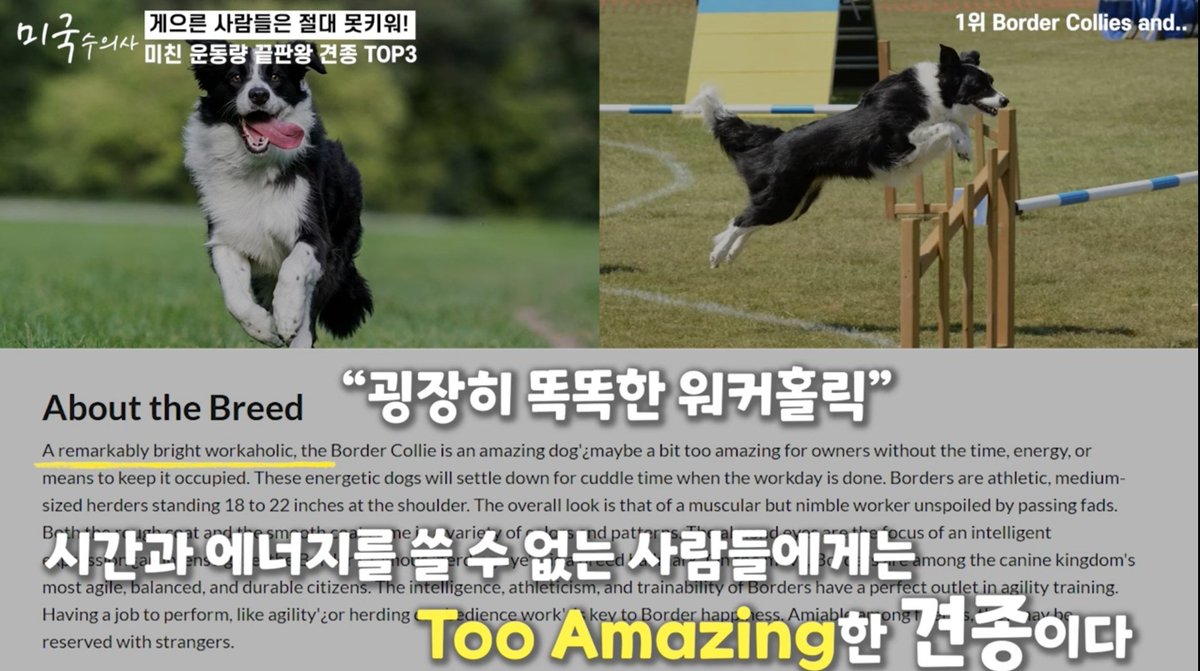 서당개프로젝트 3n개월차 tweet media