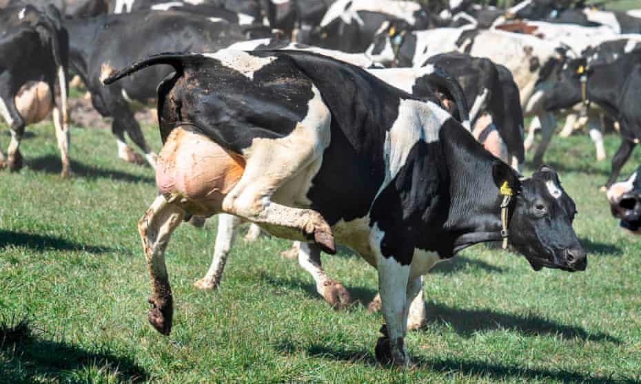 BrianFredAuthor's tweet photo. In Denmark 🇩🇰 it's Dancing Cow Day - see okodag - when the cows are released from their winter quarters and dance and frolic with joy at being outside again 😀 😄 🤗💜🌈

#dancingcow #øko #økodag #denmark #siggythesausagedog #siggythesoccerdog #writingcommunity #happy https://t.co/guOsHfYtYk