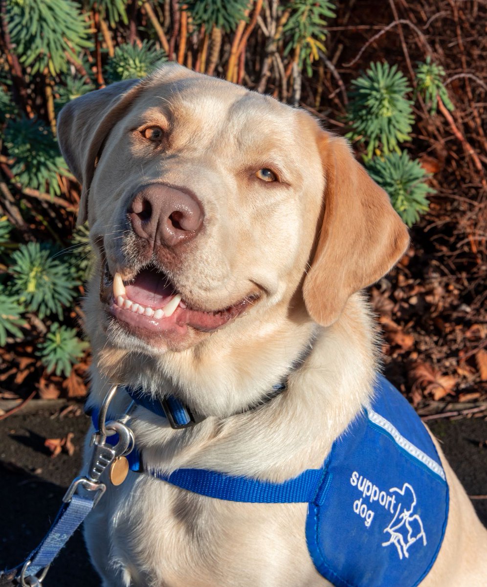 Support Dogs tweet media