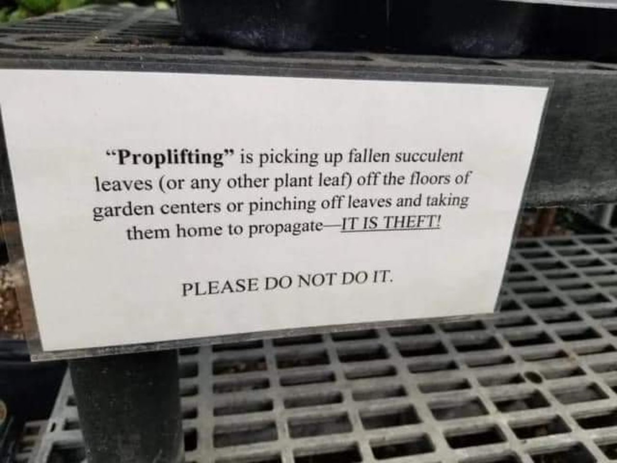 YOU WOULDNT DOWNLOAD A PLANT