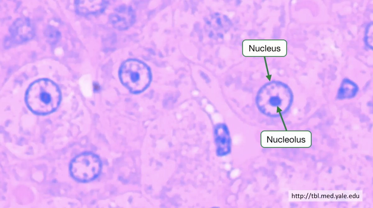 KMirza's tweet photo. Part 1: High-Yield Crash-Course Step 1 #Histology Review 
https://t.co/Gf2jXG8OBj 

#medstudenttwitter #medtwitter #pathology #path2path check it all out on @kiko4docs https://t.co/PrrsIXzLAV