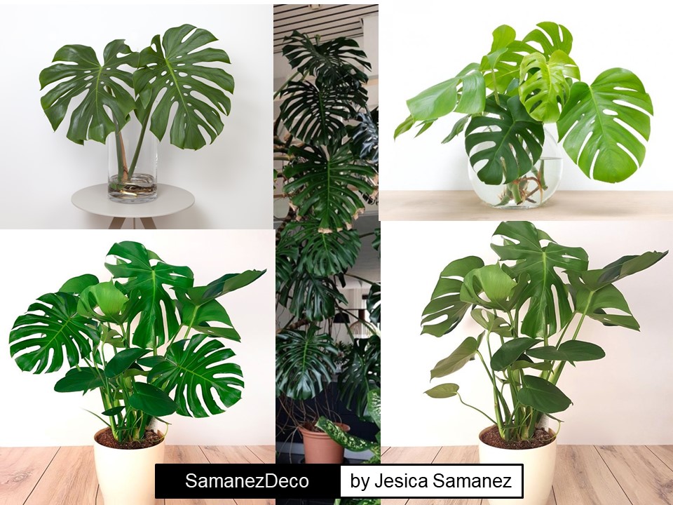 SamanezDeco's tweet photo. Nueva nota!!!
▷▷▷La Monstera Deliciosa, Cerimán o Costilla de Adán es una planta muy usada en Decoración. Aquí te cuento un poco sobre ella.❤️❤️❤️
https://t.co/tjThi1QEoq
#decoraciónconplantas
#monsteradeliciosa #monstera #tipsdeco https://t.co/URSpfrc3MC
